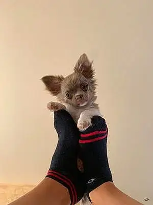Nom Chihuahua Chien Pepino