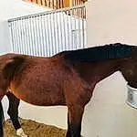 Cheval, Mane, Mare, Sorrel, Museau, Stallion, Liver, Mustang Horse, Livestock, Stable, Horse Supplies, Horse Grooming, Stall, Colt, Pack Animal