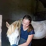 Cheval, Horse Supplies, Mane, Horse Grooming, Riding Instructor, Livestock, Mare, Faon, Horse Tack