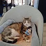 Chat, Comfort, Felidae, Carnivore, Small To Medium-sized Cats, Moustaches, Faon, Pet Supply, Cat Supply, Queue, Poil, Domestic Short-haired Cat, Assis, Bois, Patte, Cat Bed, Chair, Griffe, Hardwood