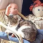 Chat, Comfort, Felidae, Textile, Carnivore, Small To Medium-sized Cats, Faon, Moustaches, Basket, Lap, Outdoor Furniture, Bag, Bois, Jouets, Luggage And Bags, Wicker, Poil, Assis