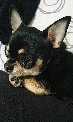 Nom Chihuahua Chien Oz
