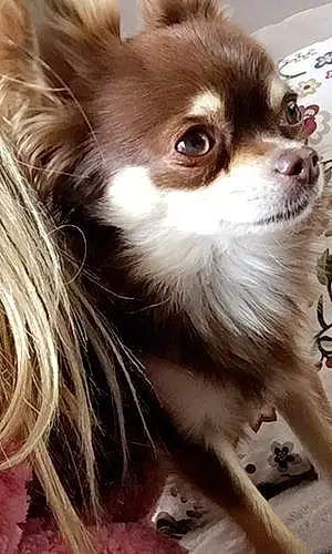 Nom Chihuahua Chien Macao