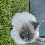 Chat, Felidae, Carnivore, Small To Medium-sized Cats, Plante, Moustaches, Fenêtre, Faon, Herbe, Museau, Queue, Balinais, Groundcover, Poil, Domestic Short-haired Cat, Canidae, Sacré de Birmanie