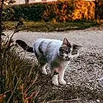 Chat, Plante, Yeux, Felidae, Small To Medium-sized Cats, Carnivore, Bois, Herbe, Sunlight, Moustaches, Grey, Ciel, Faon, Queue, Arbre, Landscape, Poil, Wilderness, Domestic Short-haired Cat, Sand