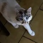 Chat, Carnivore, Bois, Felidae, Faon, Small To Medium-sized Cats, Moustaches, Tile Flooring, Museau, Queue, Hardwood, Poil, Domestic Short-haired Cat, Patte, Door