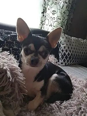 Nom Chihuahua Chien Chana