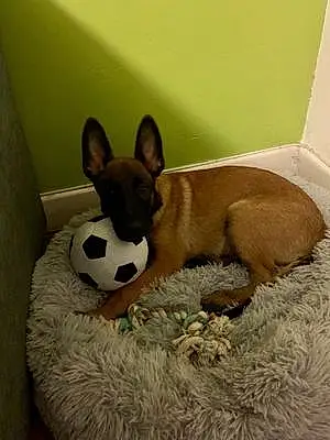 Nom Berger Malinois Chien Ace
