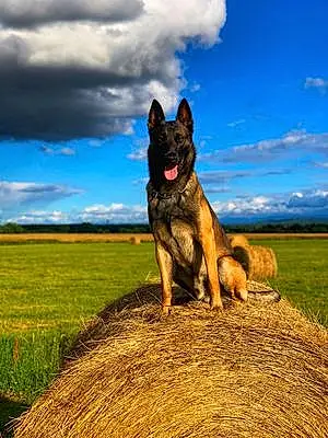 Nom Berger Malinois Chien Oby