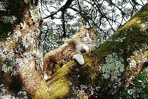 Lynx Domestique Chat Mallow