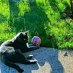 Plante, Green, Chat, Road Surface, Sunlight, Asphalt, Carnivore, Herbe, Groundcover, Felidae, Tints And Shades, Shrub, Landscape, Small To Medium-sized Cats, Pelouse, Terrestrial Animal, Leisure, Queue, Shade