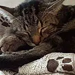 Chat, Comfort, Felidae, Carnivore, Moustaches, Small To Medium-sized Cats, Museau, Terrestrial Animal, Close-up, Patte, Poil, Cat Bed, Domestic Short-haired Cat, Griffe, Cat Supply, Sieste, Sleep, Queue