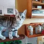 Chat, Small To Medium-sized Cats, Felidae, European Shorthair, Domestic Short-haired Cat, Moustaches, Chat tigré, American Shorthair, Carnivore, Chatons, Asiatique, Chat de l’Egée, Pixie-bob, Dragon Li, American Wirehair, Polydactyl Cat, Toyger