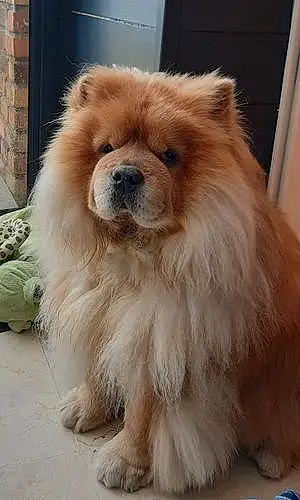 Nom Chow Chow Chien Maho