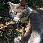 Chat, Moustaches, Small To Medium-sized Cats, Felidae, Domestic Short-haired Cat, Carnivore, Museau, Herbe, Yeux, Arbre, Poil, European Shorthair, Plante, Polydactyl Cat, Asiatique