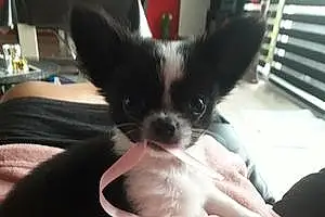 Nom Chihuahua Chien Mougly