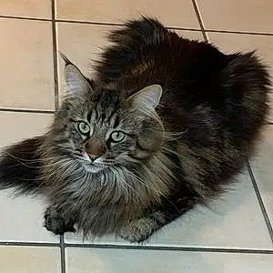 Nom Maine Coon Chat Ombre