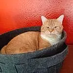Brown, Chat, Felidae, Carnivore, Comfort, Small To Medium-sized Cats, Bois, Moustaches, Cat Supply, Pet Supply, Faon, Fenêtre, Museau, Queue, Cat Bed, Poil, Hardwood, Domestic Short-haired Cat, Assis, Basket
