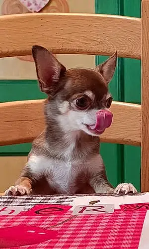 Nom Chihuahua Chien Boss