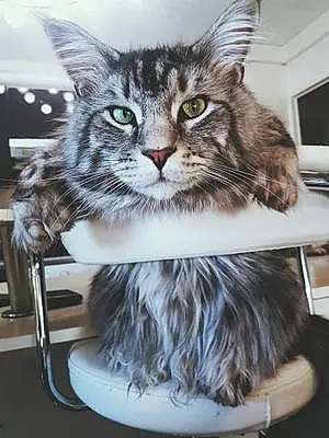 Nom Maine Coon Chat Malcom