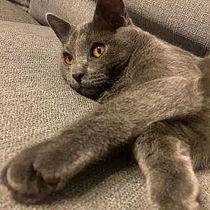 Nom Chartreux Chat Rossi
