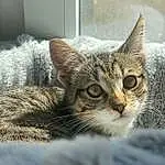 Chat, FenÃªtre, Felidae, Small To Medium-sized Cats, Carnivore, Grey, Moustaches, Museau, Poil, Domestic Short-haired Cat, Terrestrial Animal, Patte, Griffe, Assis, Door, Comfort