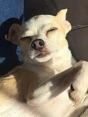 Nom Chihuahua Chien Caly