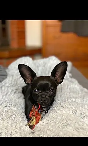 Nom Chihuahua Chien Bailey
