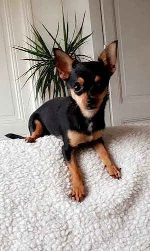 Nom Chihuahua Chien Palma