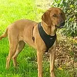 Chien, Race de chien, Canidae, Carnivore, Broholmer, Portuguese Pointer, Vizsla, Hunting Dog, Rhodesian Ridgeback, Mountain Cur, Black Mouth Cur, Chien de chasse, Rare Breed (dog), Tyrolean Hound, Faon, Polish Hound, Working Dog
