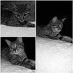 Chat, Small To Medium-sized Cats, Felidae, Moustaches, Chat tigrÃ©, Domestic Short-haired Cat, European Shorthair, Asiatique, Carnivore, Black-and-white, Dragon Li, Photography, Chatons, Californian Spangled, Drawing, Pixie-bob, American Shorthair