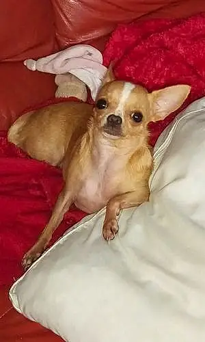 Chihuahua Chien Callie