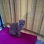 Chat, Small To Medium-sized Cats, Felidae, Bleu russe, Chartreux, British Shorthair, Nebelung, Korat, Carnivore, Domestic Short-haired Cat, Moustaches, British Semi-longhair