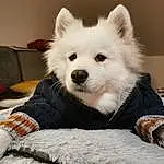 Race de chien, Chien, Carnivore, Comfort, Spitz, Poil, Chien de compagnie, Museau, Canidae, Linens, Canis, Home Accessories, Samoyed, Dog Supply, Living Room, Non-sporting Group, Working Animal, Japanese Spitz