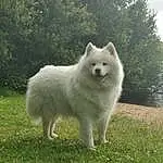 Chien, Race de chien, Carnivore, Spitz, Chien de compagnie, Poil, Canidae, Canis, Indian Spitz, Samoyed, Meadow, Working Animal, Japanese Spitz, American Eskimo Dog, Working Dog, Non-sporting Group, Ancient Dog Breeds, Berger Blanc Suisse