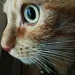 Head, Chat, Yeux, Felidae, Carnivore, Small To Medium-sized Cats, Iris, Moustaches, Curious, Faon, Oreille, Museau, Poil, Close-up, Domestic Short-haired Cat, Eyelash, Terrestrial Animal