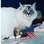 Chat, Felidae, Carnivore, Small To Medium-sized Cats, Moustaches, Museau, Queue, Poil, Electric Blue, British Longhair, Event, Patte, Plante, Pattern, Griffe, Ragdoll