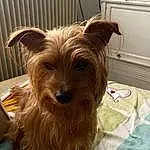Chien, Race de chien, Carnivore, Liver, Faon, Chien de compagnie, Toy Dog, Working Animal, Museau, Cabinetry, Petit Terrier, Terrier, Yorkshire Terrier, Dog Supply, Kitchen Appliance, Australian Terrier, Home Appliance, Poil, Yorkipoo