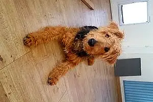 Welsh Terrier Chien Pepsie