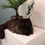 Chat, Plante, Flowerpot, Felidae, Carnivore, Small To Medium-sized Cats, Grey, Moustaches, Houseplant, Queue, Chats noirs, Box, Poil, Room, Bombay, Domestic Short-haired Cat, Bag, Baggage, Hardwood, Table