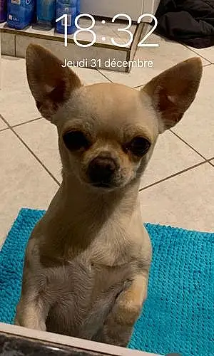 Nom Chihuahua Chien Meringue