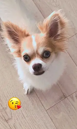 Nom Chihuahua Chien Pooki