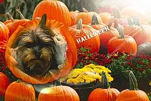 Halloween Yorkshire Terrier Chien Otis