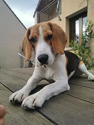 Nom Beagle-harrier Chien Pastel