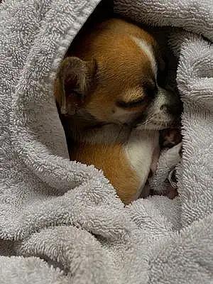 Nom Chihuahua Chien Fendi