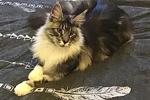 Nom Maine Coon Chat Nours