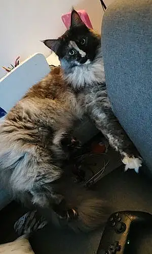 Nom Maine Coon Chat Octavia