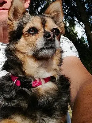 Nom Chihuahua Chien Nini