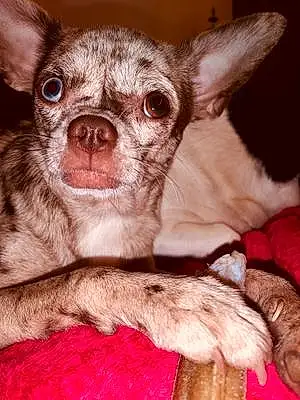 Nom Chihuahua Chien Rustine