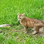 Chat, Plante, Carnivore, Felidae, Moustaches, Small To Medium-sized Cats, Faon, Herbe, Groundcover, Terrestrial Animal, Museau, Queue, Grassland, Bois, Domestic Short-haired Cat, Poil, Canidae, Pasture, Soil